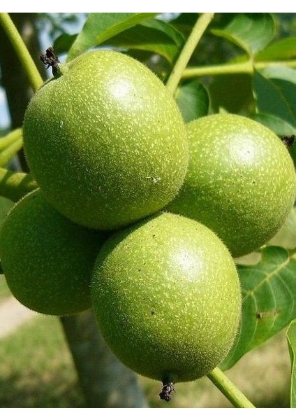 Ceviz Fidanı Şebin 60 cm