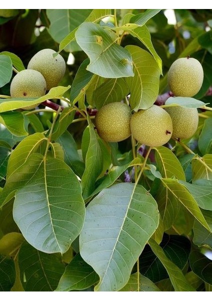 Ceviz Fidanı Lara 60 cm Saksıda