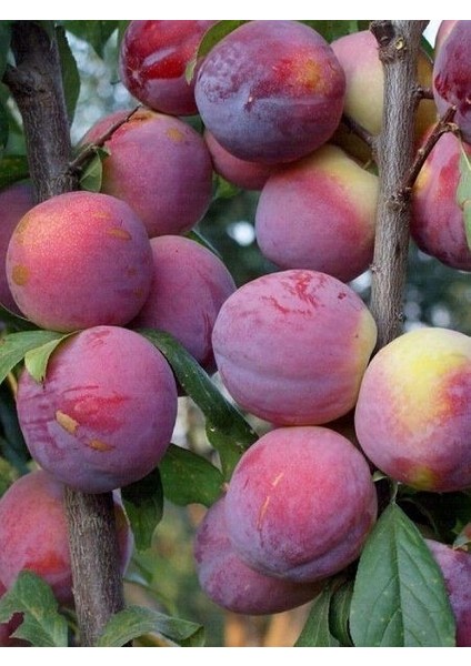 Erik Fidanı Fortuna 3 Yaş Saksıda