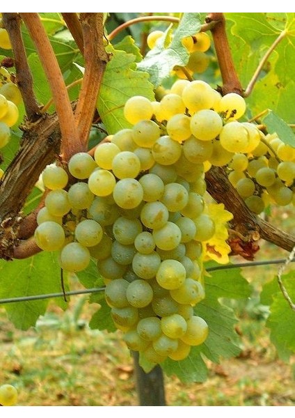 Asma Fidanı Chardonnay Şardone Saksıda