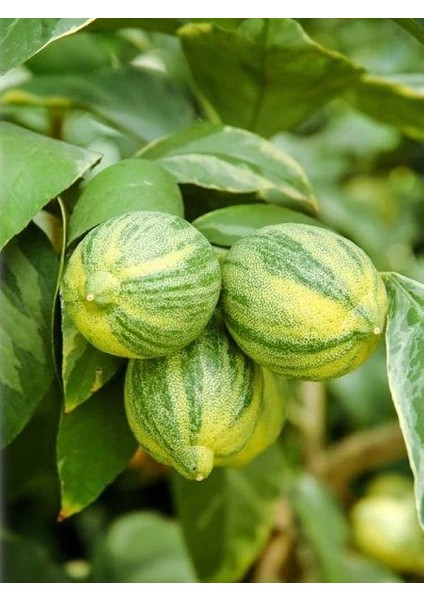 Limon Fidanı Alacalı Citrus Limon Folliis Variegatis 80 cm Saksıda