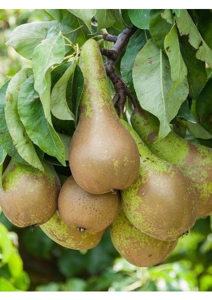 Armut Fidanı Conference 120 cm 4 Yaş Saksıda