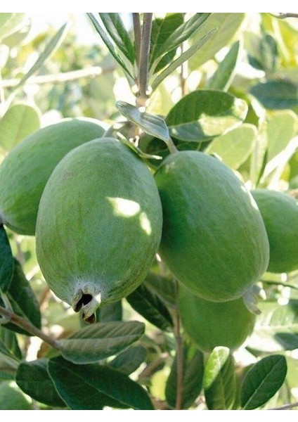 Kaymak Ağacı Fidanı Feijoa Sellowiana 80 cm 3 Yaş Saksıda