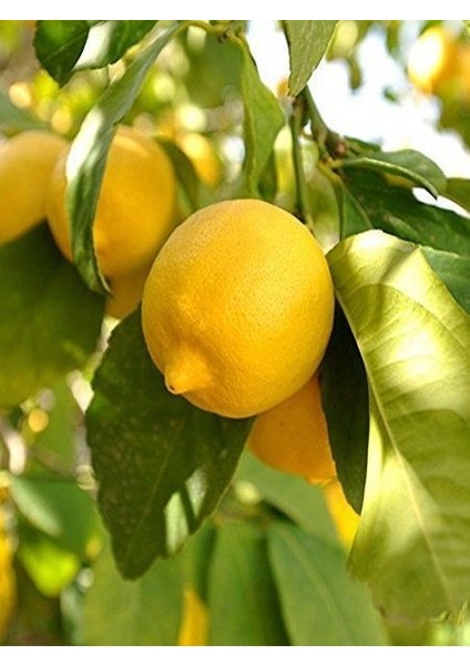Limon Fidanı Mayer Citrus Meyeri 3 Yaş 120 cm Saksıda