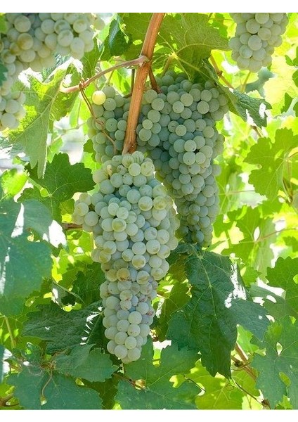 Asma Fidanı Sauvignon Blanc Aşılı 20 30 cm Saksıda