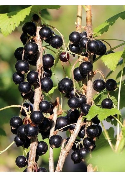Frenk Üzümü Fidanı Siyah Ribes Nigramum Rosenthals Langtraubige 3 4 Yaş 80 100 cm