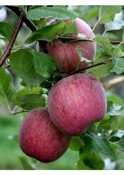 Elma Fidanı Arap Kızı 120 cm