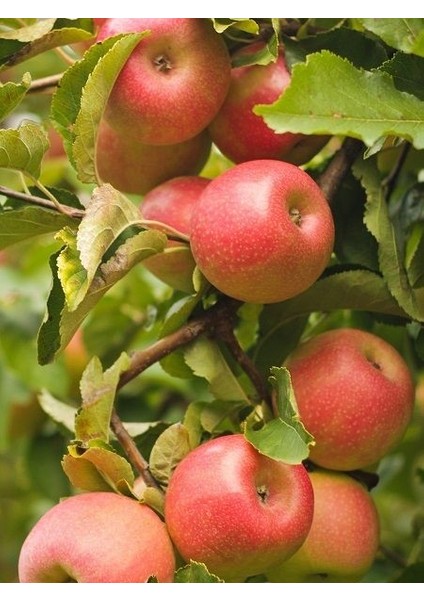 Elma Fidanı Gümüşhane 120 cm