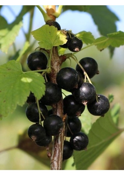 Frenk Üzümü Fidanı Siyah Ribes Nigramum Rosenthals Langtraubige 3 4 Yaş 80 100 cm fiyatları