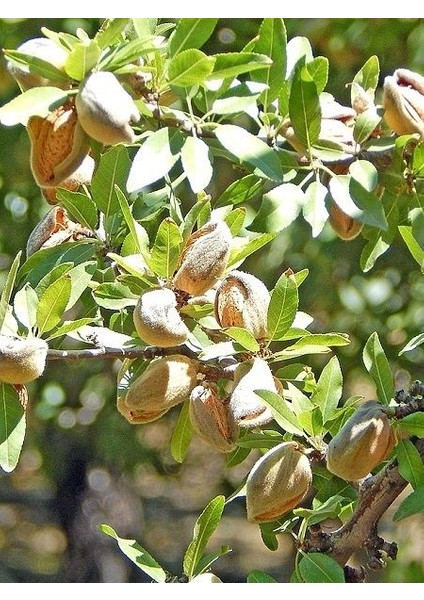 Badem Fidanı Nonparelle Nonpareil Saksıda