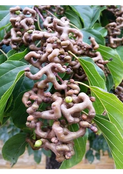 Japon Kuru Üzüm Ağacı Hovenia Dulcis 80 100 cm 3 Yaş Saksıda