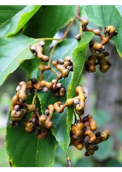 Japon Kuru Üzüm Ağacı Hovenia Dulcis 80 100 cm 3 Yaş Saksıda
