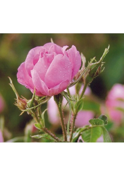 (Pembe Renk ve Kokulu)