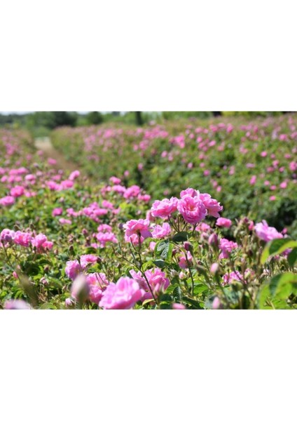 (Pembe Renk ve Kokulu) fiyatları