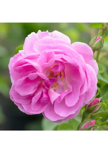 (Pembe Renk ve Kokulu) modelleri