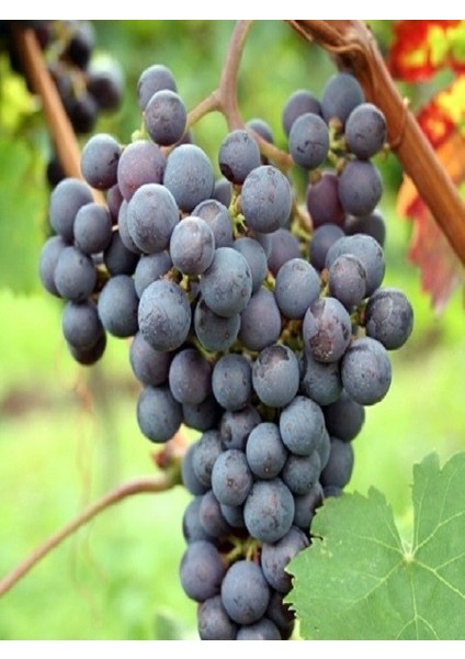 Aşılı Asma Fidanı Cabernet Franc Saksıda