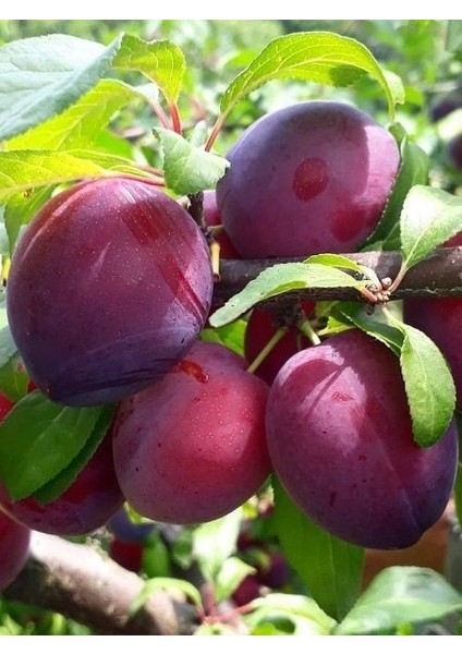 Erik Fidanı Fortuna 120 cm Açık Kök