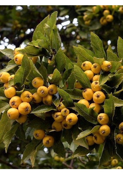 Alıç Fidanı Sarı Crataegus Pubescens 4 Yaş 120 cm Saksıda