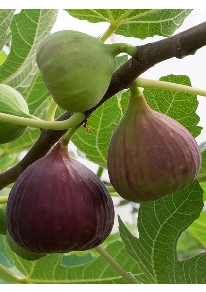 İncir Fidanı Morgüz 80 100 cm Saksıda