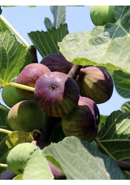 İncir Fidanı Morgüz 80 100 cm Saksıda fiyatları