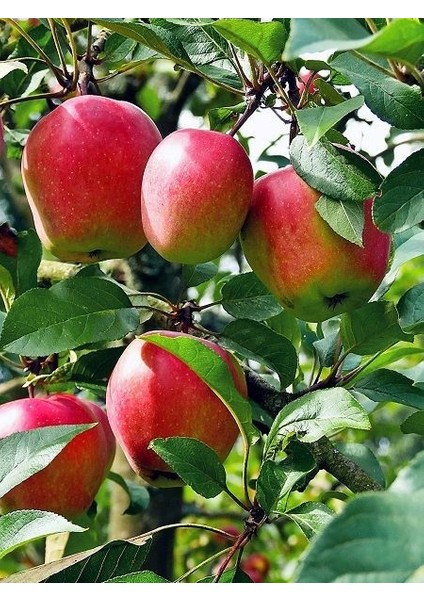 Elma Fidanı Anna 120 cm Açık Köklü