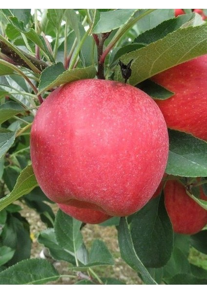 Elma Fidanı Rose Glow 3 Yaş 120 cm Saksıda