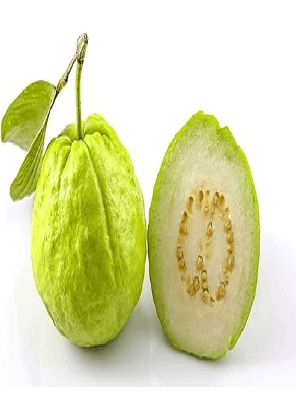 İçi Beyaz Guava Fidanı Psidium Guajava 80 100 cm Saksıda