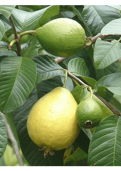 İçi Beyaz Guava Fidanı Psidium Guajava 80 100 cm Saksıda fiyatları