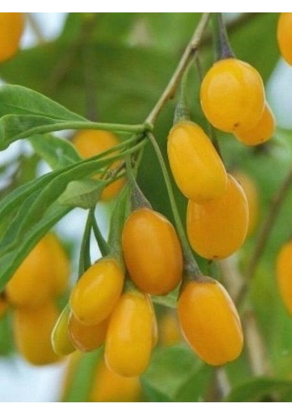 Goji Berry Fidanı Kurt Üzümü Sarı Amber Sweet Saksıda