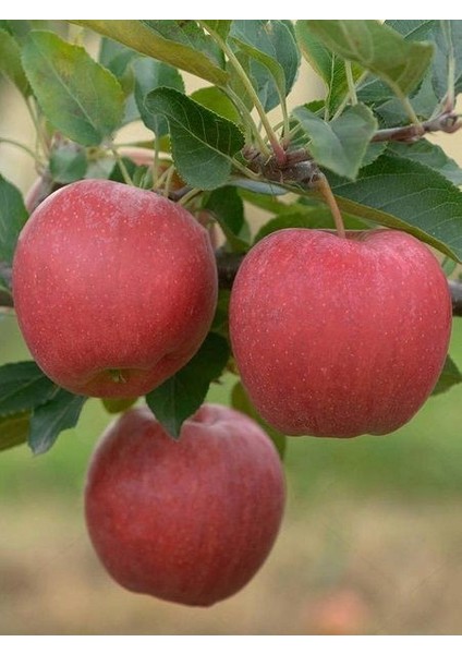 Elma Fidanı Mondial Gala 120 cm Saksıda