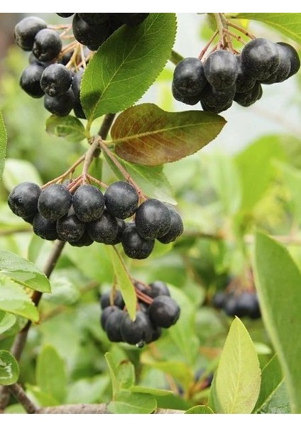 Aronya Fidanı Rus Yaban Mersini Aronia Melanocarpa Nero 4 Yaş 40 60 cm Saksıda