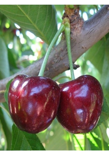 Kiraz Fidanı North Wonder 120 cm 4 Yaş Saksıda