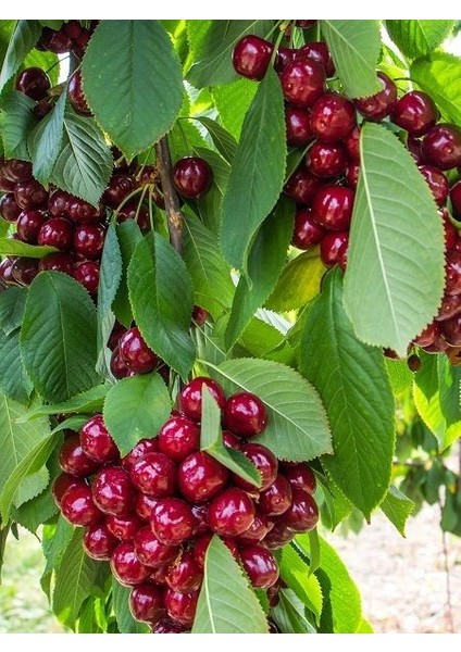 Kiraz Fidanı North Wonder 120 cm 4 Yaş Saksıda fiyatları