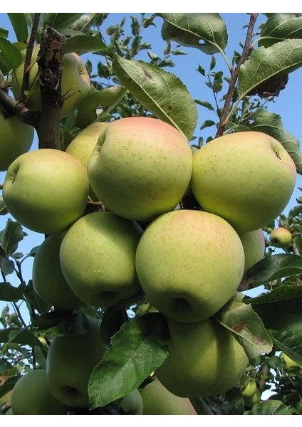 Elma Fidanı Spur Golden 120 cm Açık Köklü