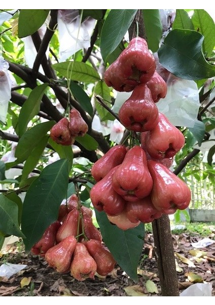 Gül Elması Elma Fidanı Syzygium Jambos 80 100 cm Saksıda