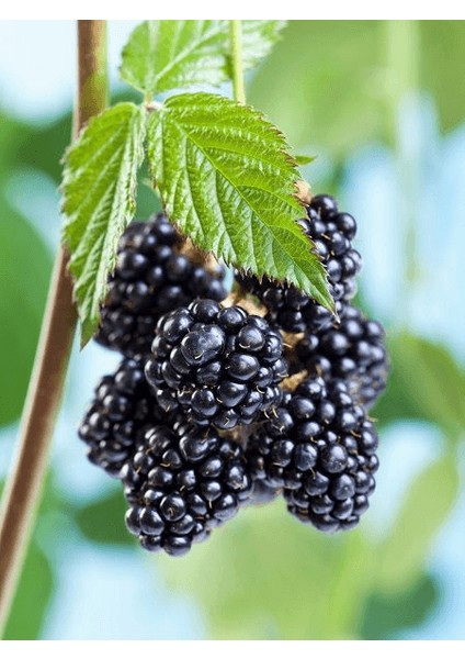 Böğürtlen Fidanı Dikensiz Rubus Fruticosus 60 80 cm Saksıda