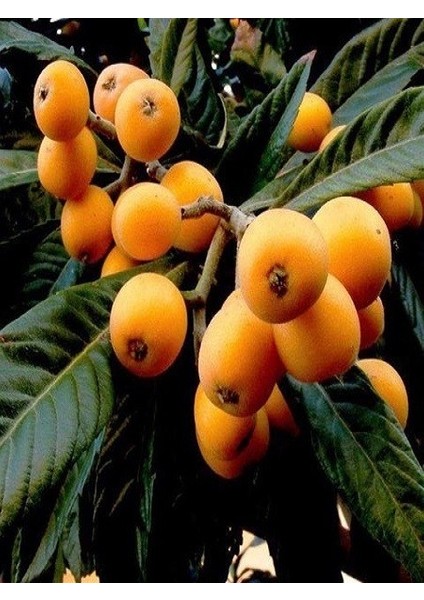 Malta Eriği Fidanı Yeni Dünya Eriobotrya Japonica 3 Yaş 120 cm Saksıda