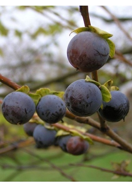 Kuş Hurması Fidanı Diospyros Lotus 40 50 cm Saksıda