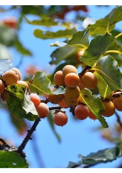 Kuş Hurması Fidanı Diospyros Lotus 40 50 cm Saksıda fiyatları