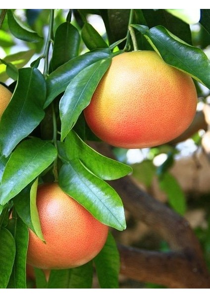 Kan Greyfurt Fidanı Citrus Paradisi 80 100 cm Saksıda