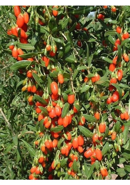 Goji Berry Fidanı Kurt Üzümü Turuncu Orange Saksıda