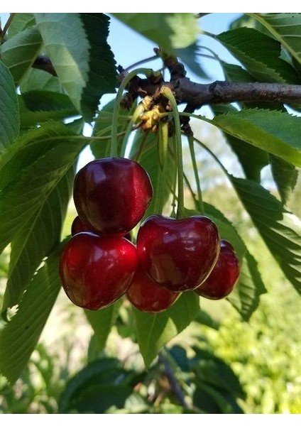 Kiraz Fidanı Early Lory 120 cm Açık Köklü