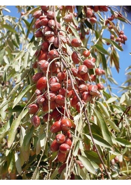 İğde Fidanı Elaeagnus Angustifolia Aşılı 3 Yaş 120 cm Saksıda