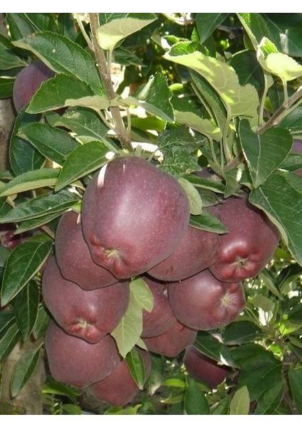 Elma Fidanı Scarlet Spur 3 Yaş Saksıda