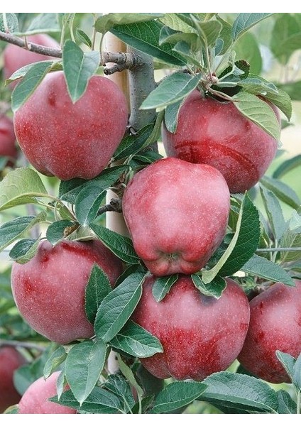 Elma Fidanı Red Chief 3 Yaş Saksıda
