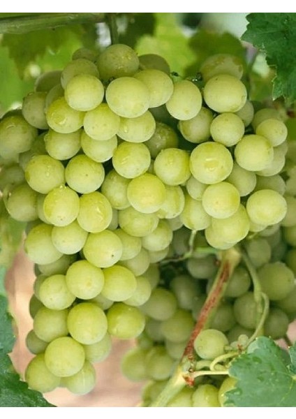 Asma Fidanı Superior Seedless Saksıda
