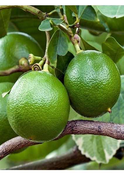 Bergamot Fidanı Citrus Aurantium Bergamia 120 cm Saksıda