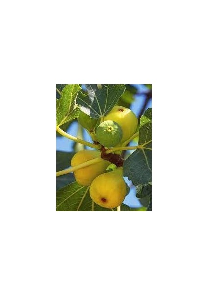 İncir Fidanı Bardacık 4 Yaş 100 cm Saksıda