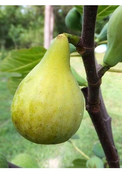 İncir Fidanı Beyaz Orak 4 Yaş 100 cm Saksıda