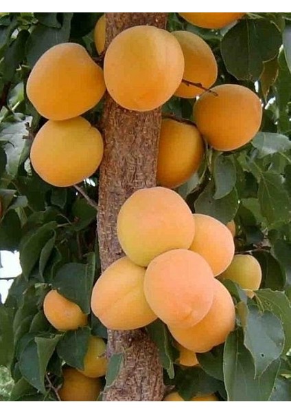 Kayısı Fidanı Ninfa 3 Yaş 120 cm Saksıda